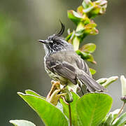 Tufted Tit-Tyrant