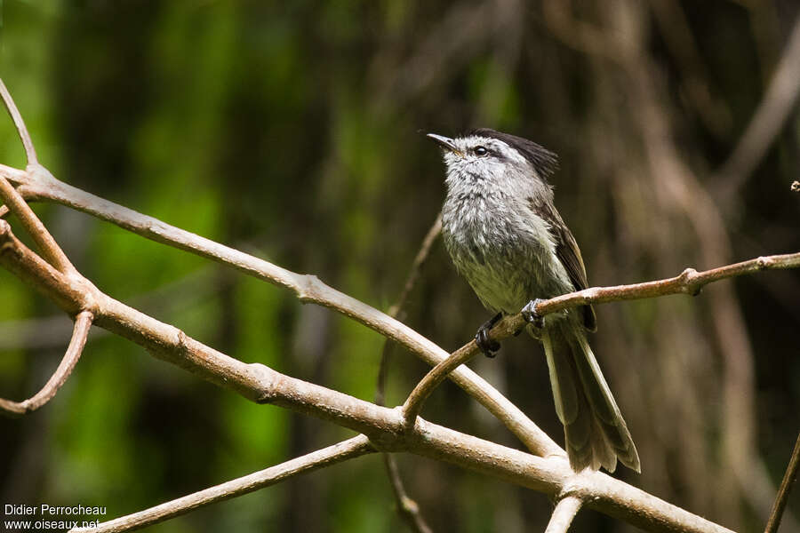 Unstreaked Tit-Tyrantadult