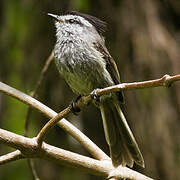 Unstreaked Tit-Tyrant