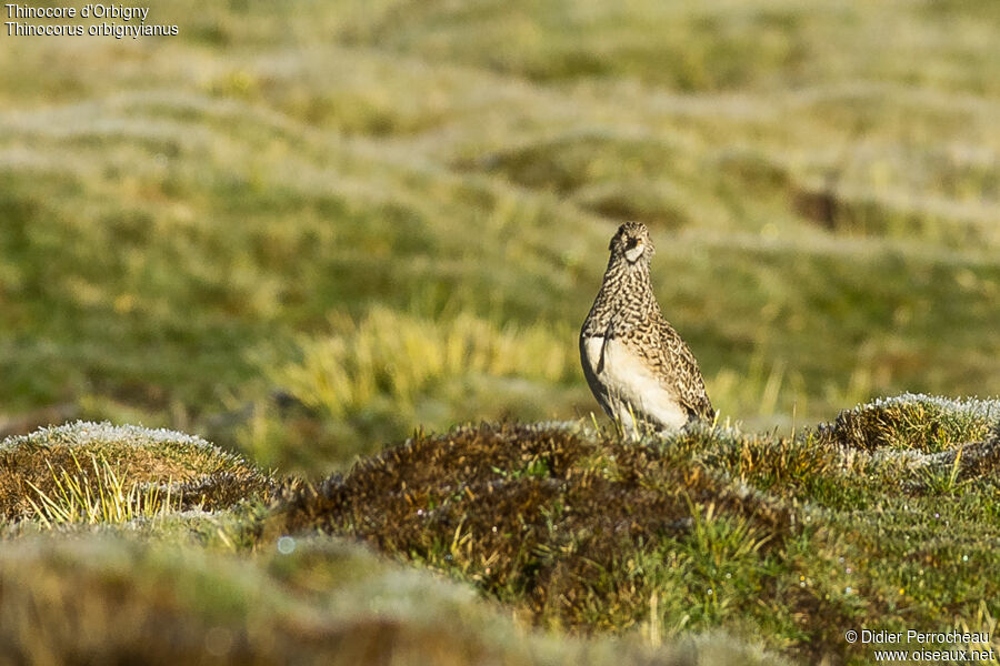 Grey-breasted Seedsnipe female adult