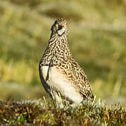 Grey-breasted Seedsnipe