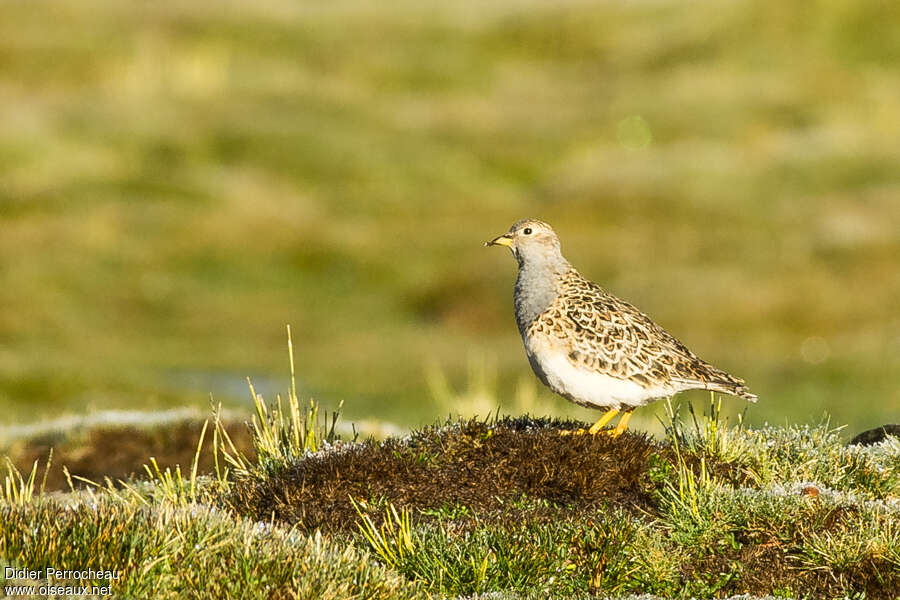 Grey-breasted Seedsnipe male adult, habitat, pigmentation