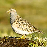 Grey-breasted Seedsnipe