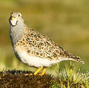 Grey-breasted Seedsnipe