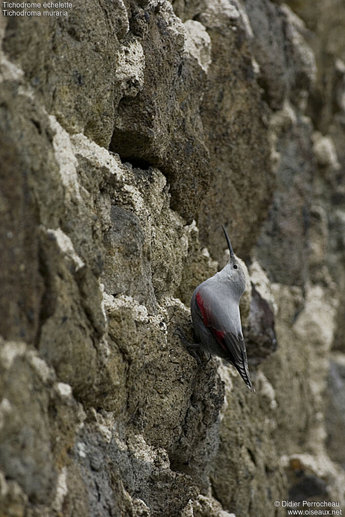 Wallcreeper