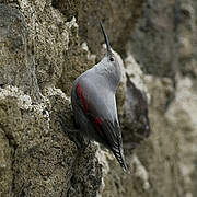 Wallcreeper