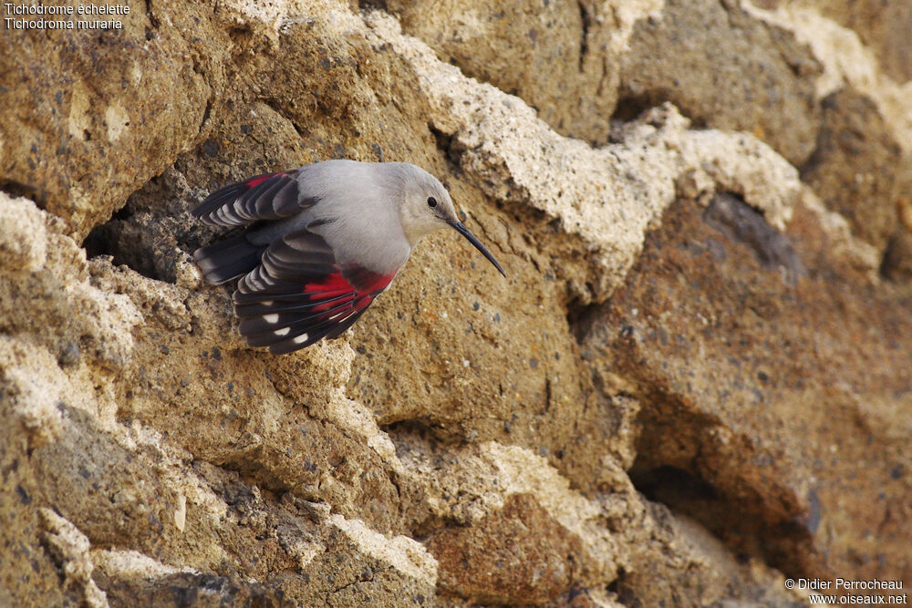 Wallcreeper