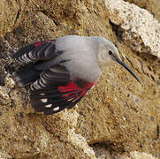 Wallcreeper