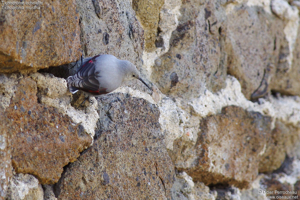 Wallcreeper