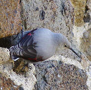 Wallcreeper