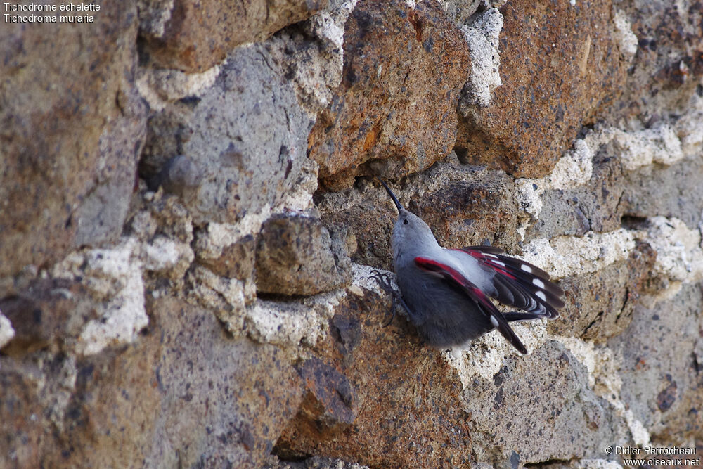 Wallcreeper