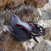 Wallcreeper