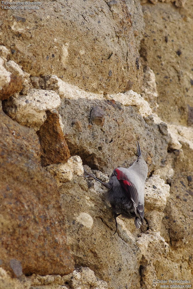 Wallcreeper