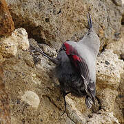 Wallcreeper