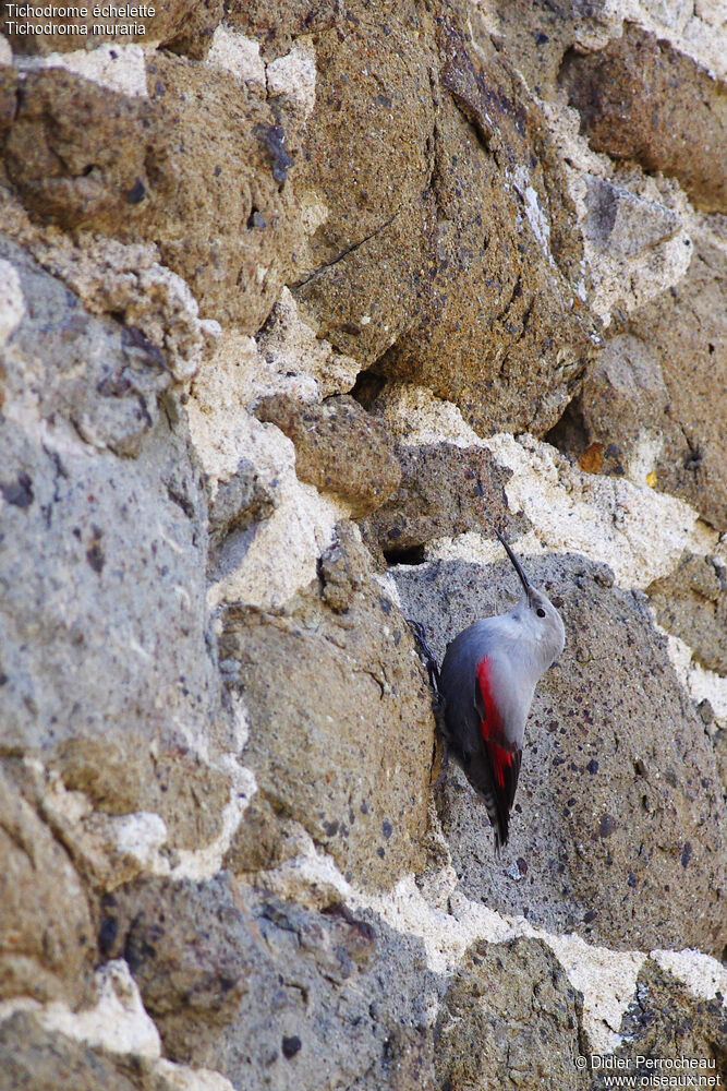 Wallcreeper