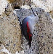 Wallcreeper