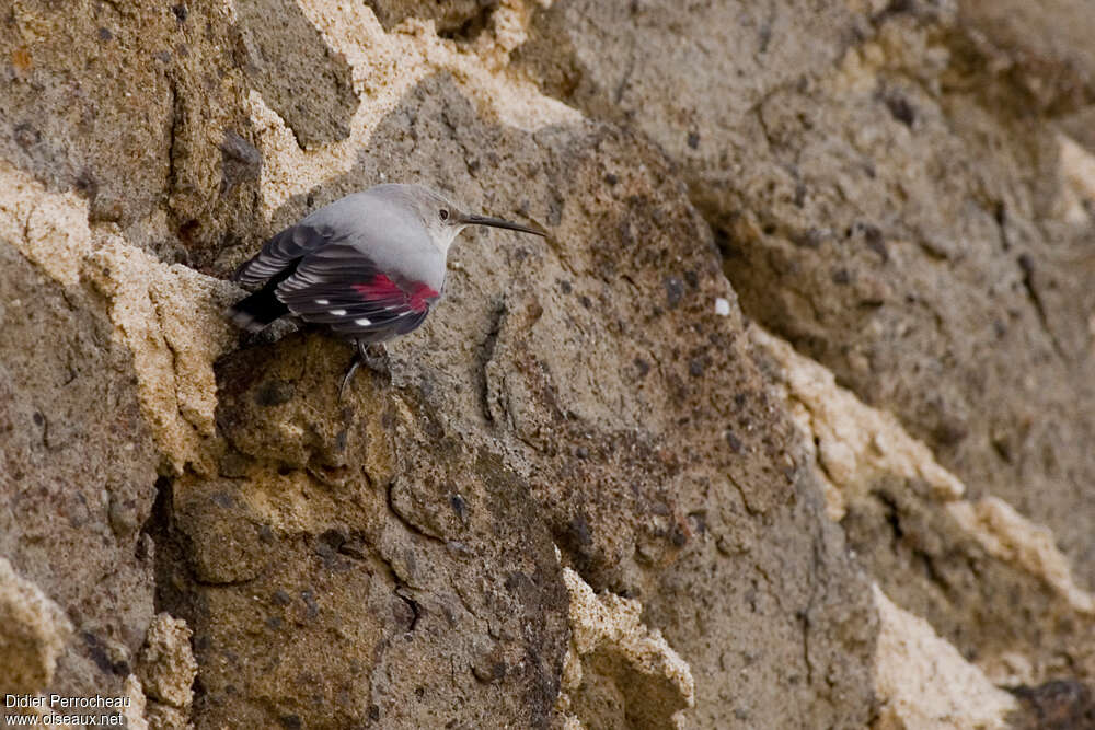 Tichodrome écheletteadulte, identification