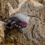 Wallcreeper