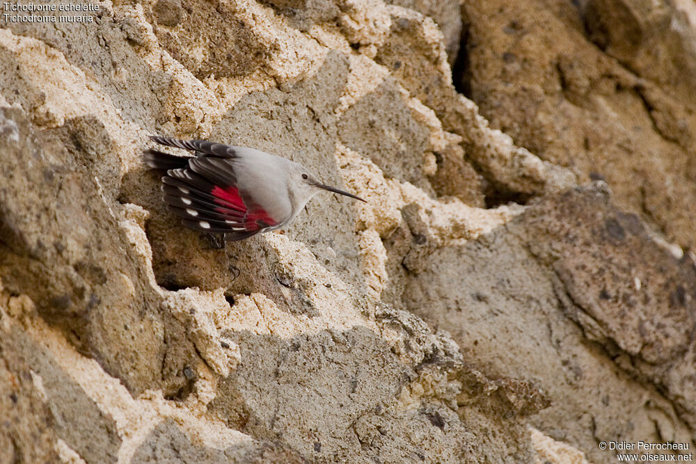 Wallcreeper