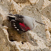 Wallcreeper