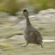 Ornate Tinamou