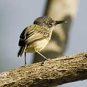 Spotted Tody-Flycatcher