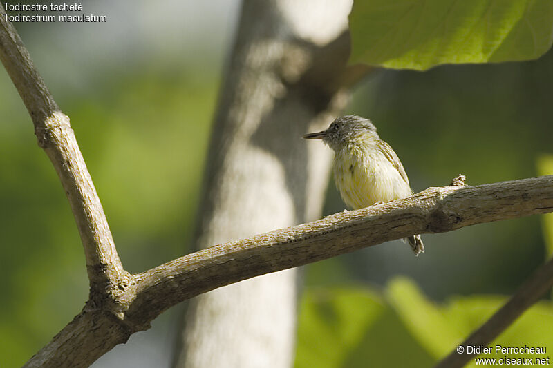 Spotted Tody-Flycatcherimmature