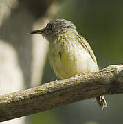 Spotted Tody-Flycatcher