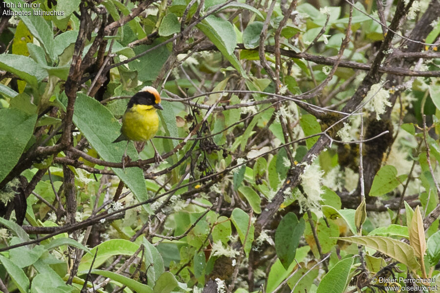 Yellow-breasted Brushfinch