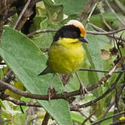 Yellow-breasted Brushfinch