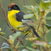 Yellow-breasted Brushfinch