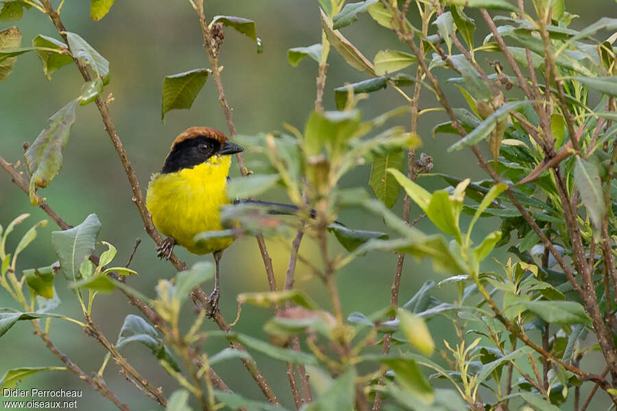 Yellow-breasted Brushfinchadult, close-up portrait