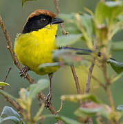 Yellow-breasted Brushfinch