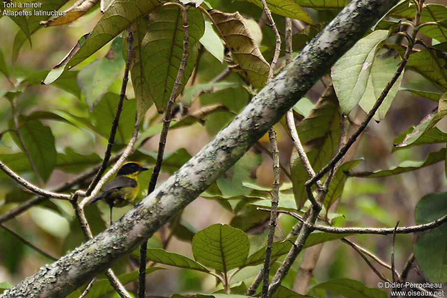 Yellow-breasted Brushfinchadult, habitat, pigmentation