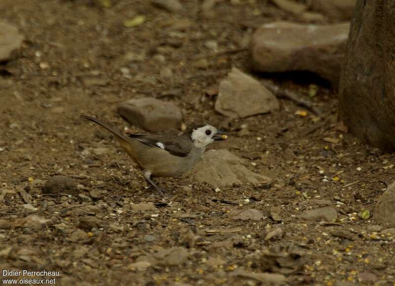 White-headed Brushfinchadult, eats