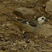 White-headed Brushfinch