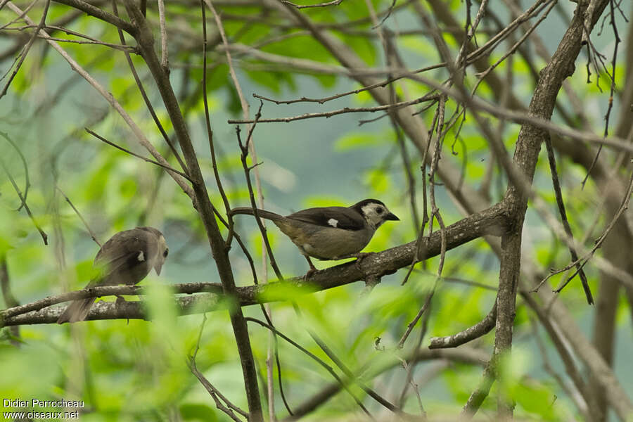 White-headed Brushfinchadult, habitat