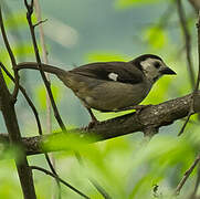 White-headed Brushfinch