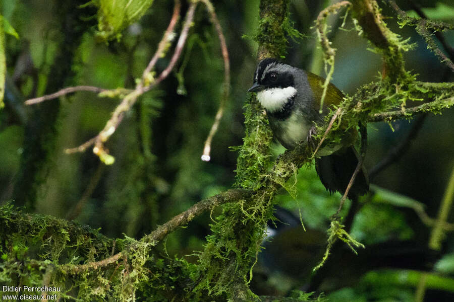 White-browed Brushfinch