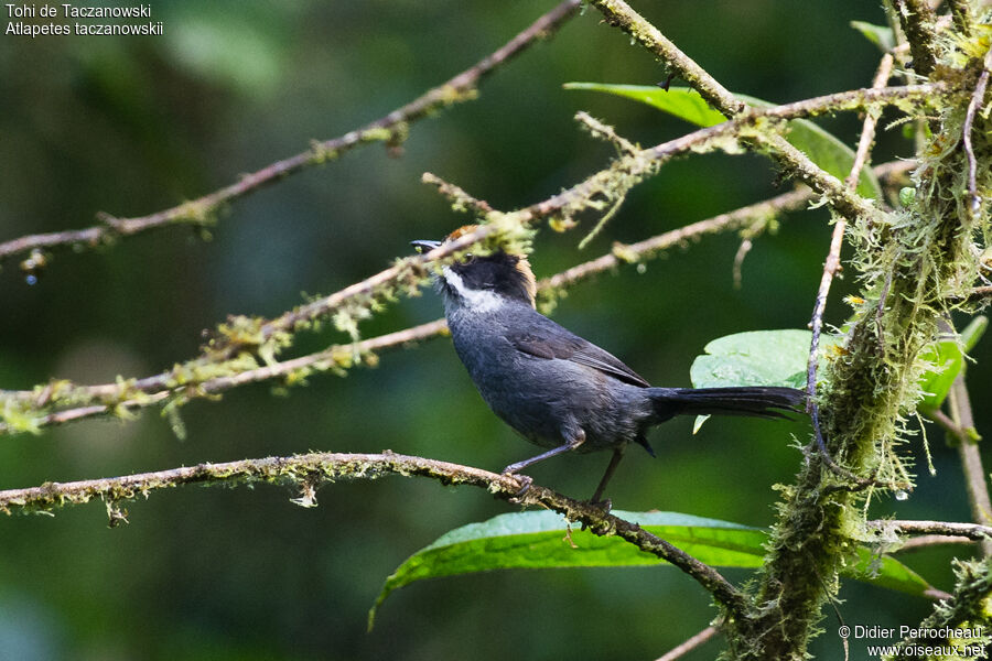 Taczanowski's Brushfinch