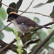 White-winged Brushfinch