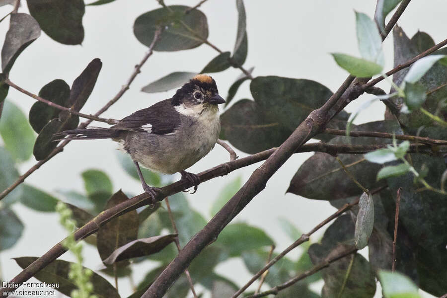 White-winged Brushfinchadult, habitat