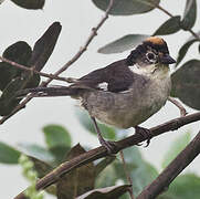 White-winged Brushfinch