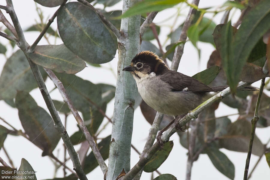 Tohi leucoptèreadulte, identification