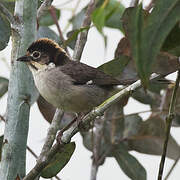 White-winged Brushfinch