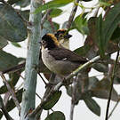 Tohi leucoptère