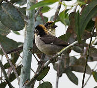 White-winged Brushfinch