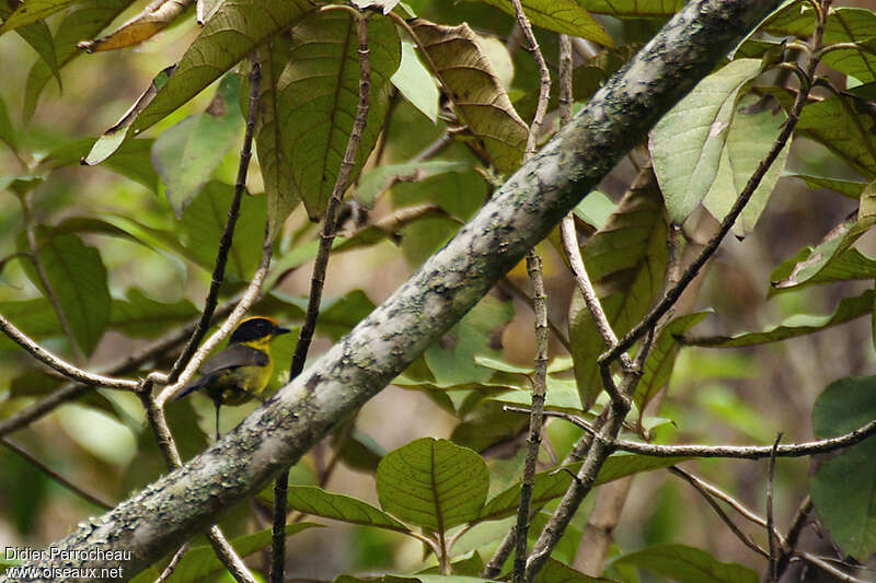 Tricolored Brushfinchadult, habitat, pigmentation