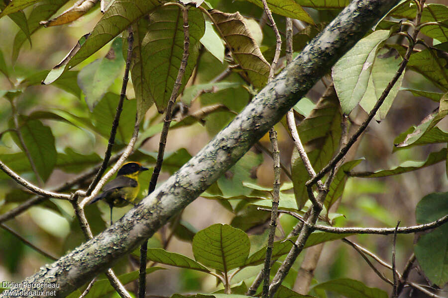 Tricolored Brushfinchadult, habitat, pigmentation