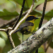 Tricolored Brushfinch